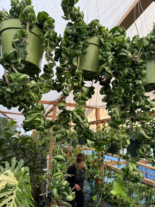 Hoya Hindu Rope (Carnosa Compacta) Healthy Rooted Plants in a 6in Hanging Basket Easy to Take Care