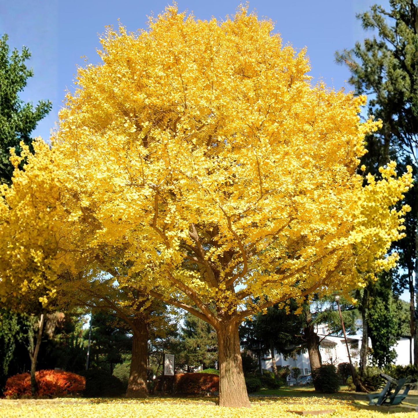Ginkgo Tree Live Plant in 4 Inch Pot, 6-8 Inches Tall for Outdoor Growing, Vibrant Fall Foliage Tree Plant