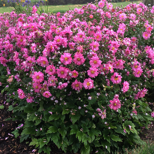 Live Plant Green Promise Farms, Proven Winners Anemone Fall in Love Sweetly Japanese Anemone, Pink Flowers - #1 Gallon Size Container - Plant Will NOT Ship to AZ, CA, HI, ID, MT, NV, OR, PR, UT & WA!