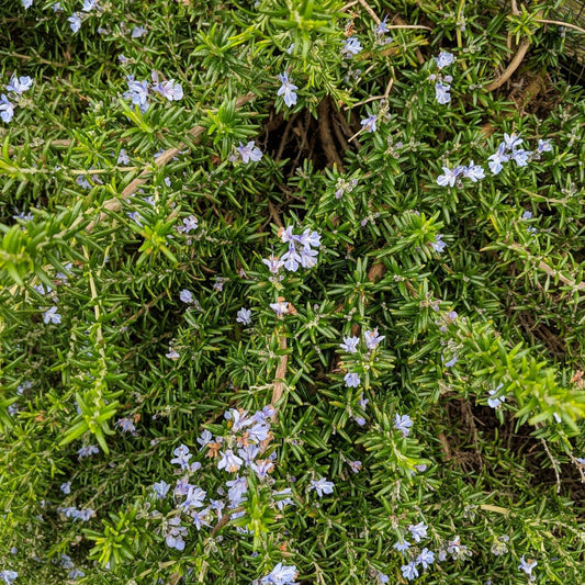 Clovers Garden Trailing Creeping Rosemary Herb Plant – Two (2) Live Plants – Non-GMO - Not Seeds - Each 4" to 8" Tall – in 4" Inch Pots - Cascading Growth, Versatile Uses