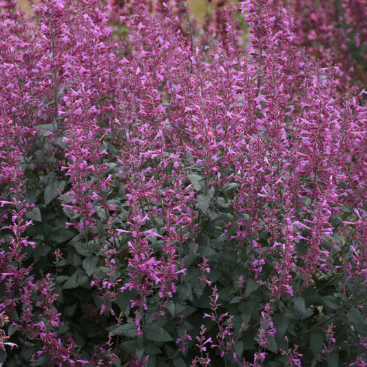 Live Plant from Green Promise Farms - Proven Winners, Agastache x Meant to Bee Royal Raspberry, Annise Hyssop, Bright Purple Flowers - #1 Gallon Size Container