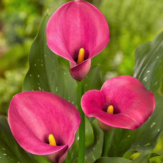 Easy to Grow Calla Lily Garnet Glow 3 Bulbs - Rich Pink Flowers Blooms in Summer Sun Tropical Spring Planted
