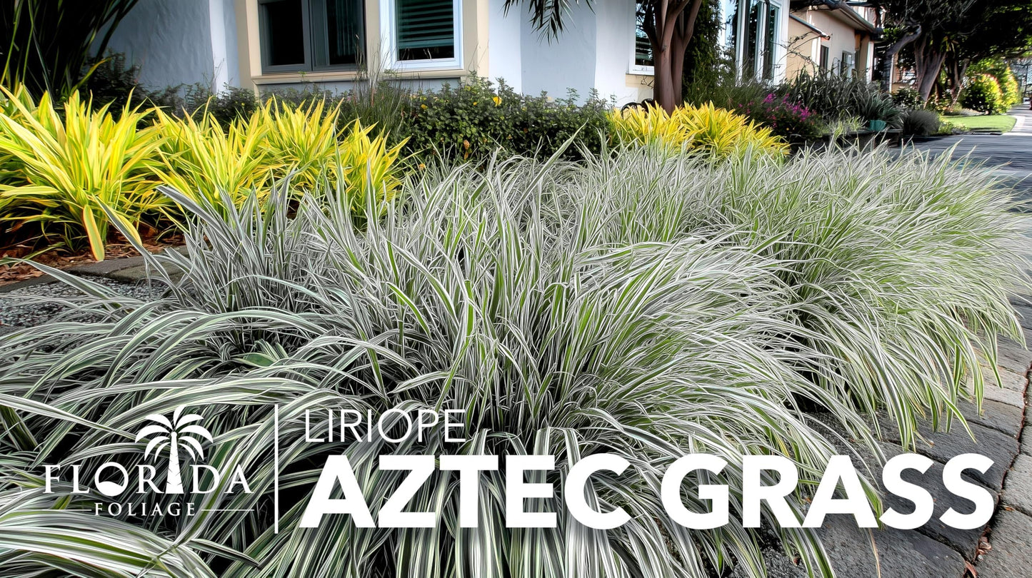 Aztec Grass | 30 Live Bare Root Pips | Liriope Muscari ‘Aztec Grass’ | Variegated Liriope | Ornamental Grass for Borders | Low Maintenance Ground Cover Plants