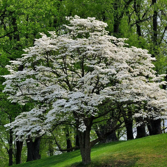 5 White Flowering Dogwood Trees - 10-18" Tall Seedlings - Live Plants/Shrubs - Cornus Florida - (5 Pack)