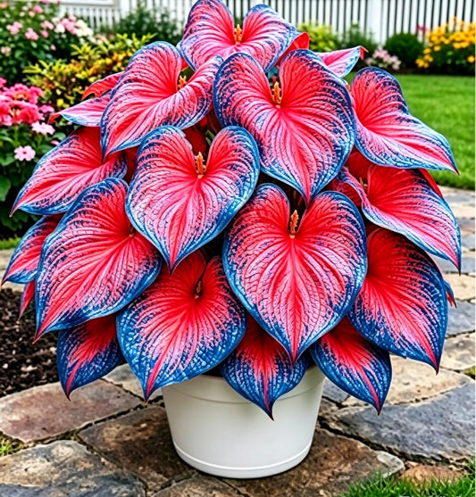 Caladium Seeds, Elephant Ear, 500+ Perennial Plant Seeds, Stunning Colorful Heart-Shaped Leaves - Fast Growing, for Pots, Planters, Gardens & Landscaping (Red)