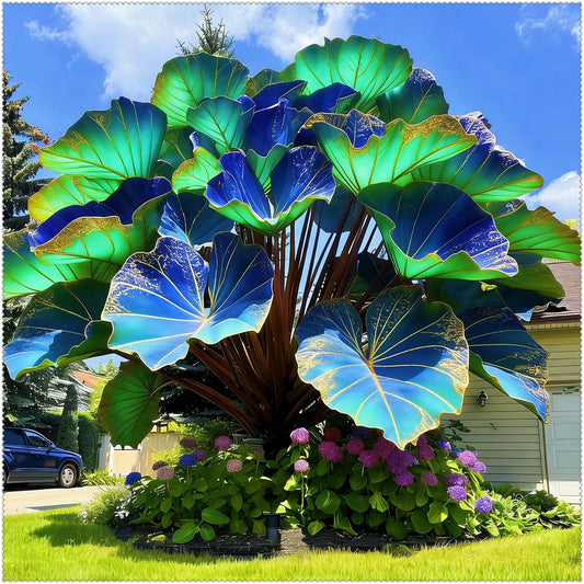 BGNIORT Elephant Ear for Planting/Mix Colors/Landscape Design for Outdoors Indoors/Easy Grow Low Maintenance (6)