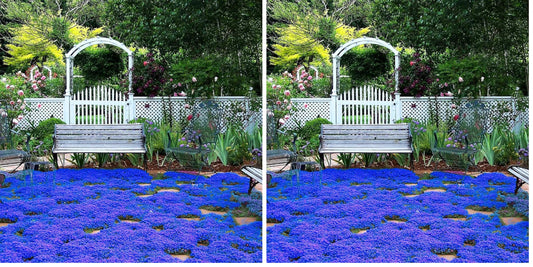 20000+ Magic Blue Creeping Thyme Seeds for Planting Ground Cover Plants Heirloom Flowers Perennial Thyme Non-GMO Thymus Serpyllum Seed (Pack of 2)