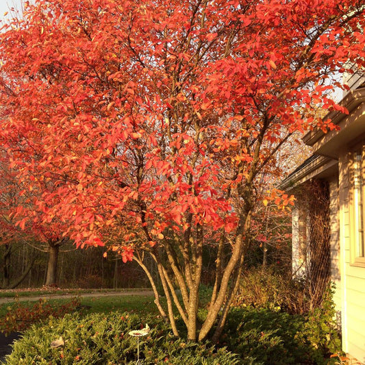 Serviceberry Tree Live Plant 6 to 12 Inches Tall, Serviceberry Plant Live for Planting Serviceberry Bush Shrub