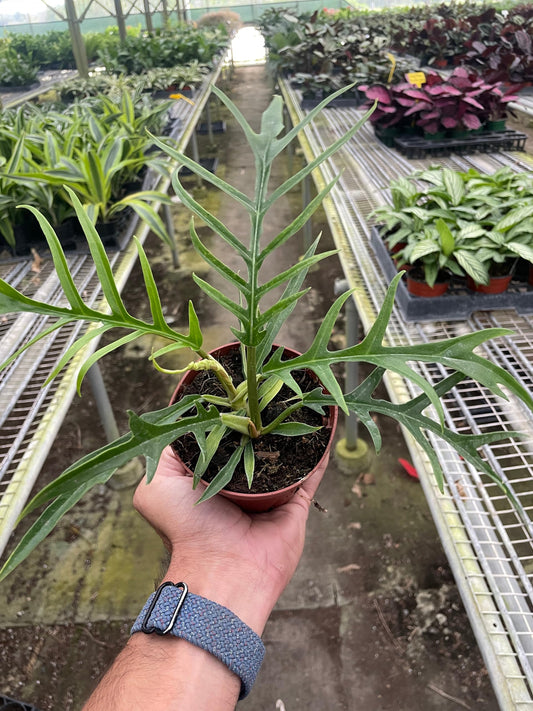 Philodendron Tortum | Live Plant for Indoor & Outdoor | for Living Room, Office, Bathroom | (4" Pot)