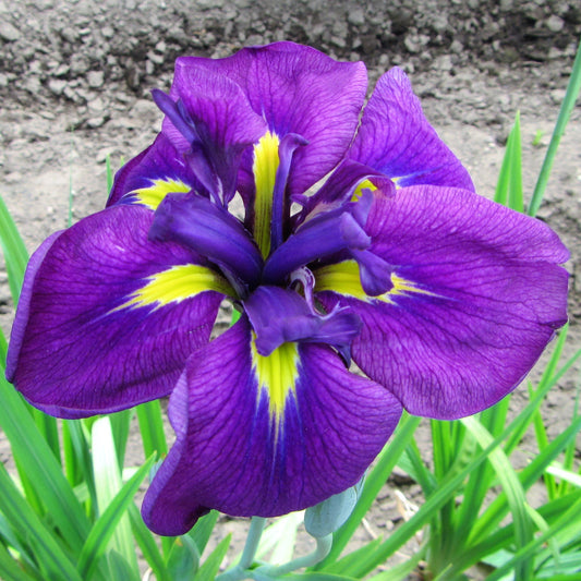 Easy to Grow Japanese Iris Royal Robes 1 Root Division - Purple Flowers Bloom Spring to Summer in Partial Sun, Tolerates Wet Soil