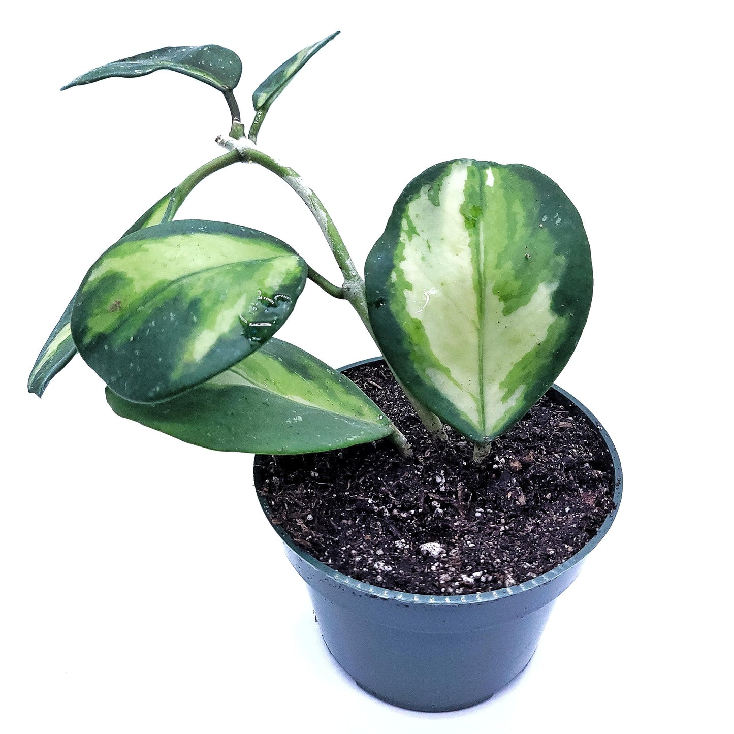 Hoya Obovata Variegated Live Houseplant 4" Pot Easy Care pet Friendly Plant - Variegations Vary from one Another - Ships from California