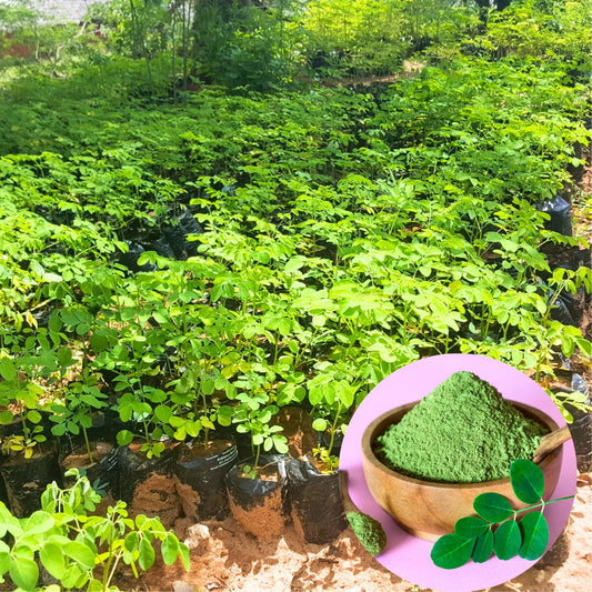 Drumstick Horseradish Moringa Oleifera Plants Live Tree in 4 Inc Pot, Herb Malunggay 6 to 8 Inc Tall Deciduous Planting Outdoor