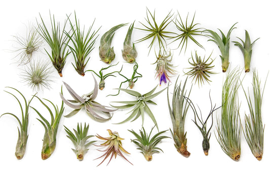 25 Grab Bag Pack Small & Medium Air Plants - Fertilizer Packet - Wholesale - Bulk - Live Tillandsia - Easy Care House Plant - Succulents