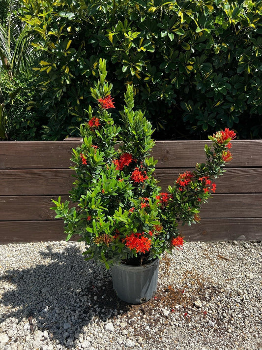 Ixora Taiwanese Red | 2 Extra Large Trade 3 Gallon Plants | Ixora chinensis | Lush Tropical Bloomer | Vibrant Garden Addition