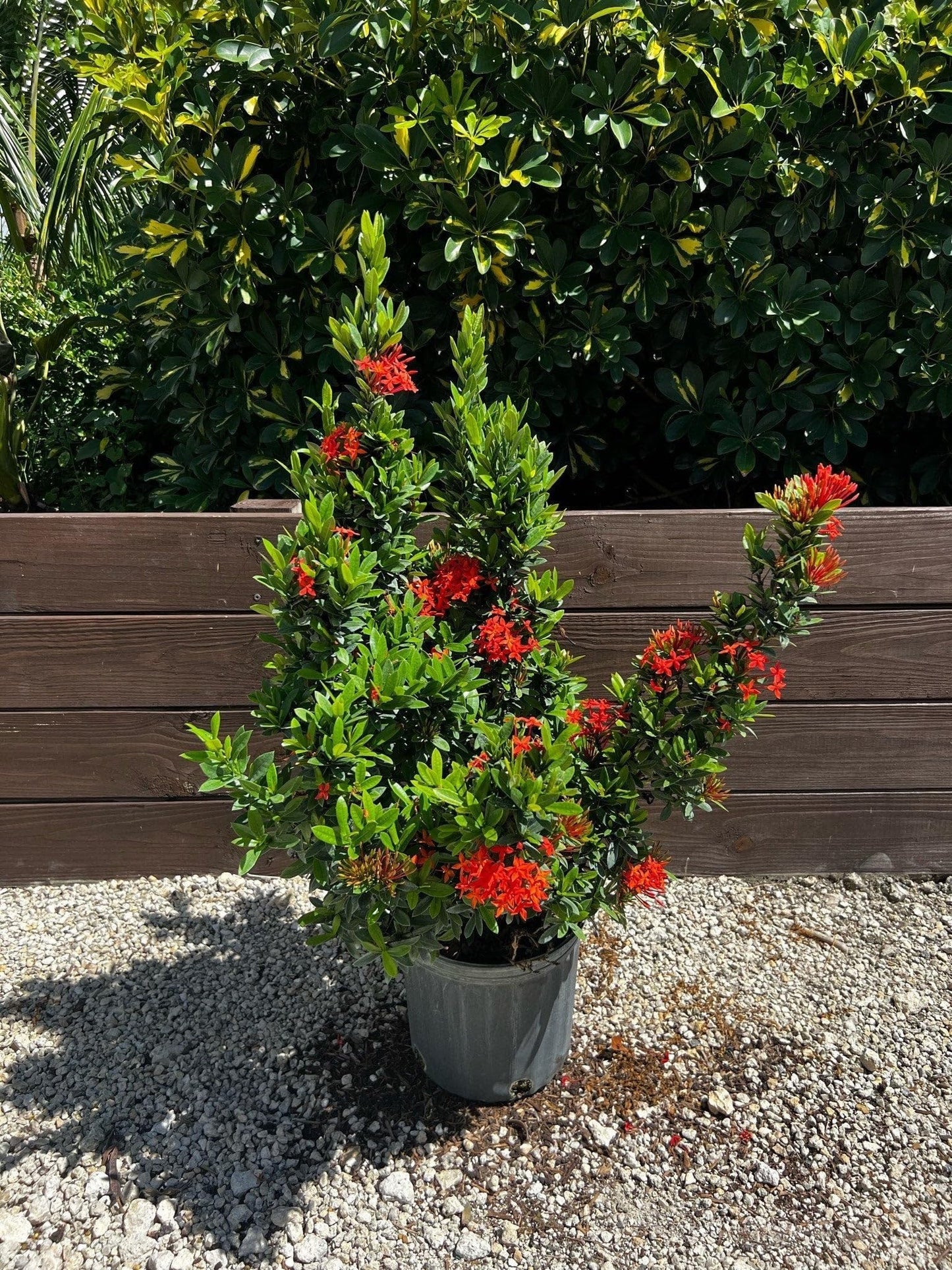 Ixora Taiwanese Red | 1 Extra Large Trade 3 Gallon Plant | Ixora chinensis | Lush Tropical Bloomer | Vibrant Garden Addition