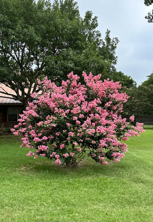 Crape Myrtle Guy 4 Pack - Semi Dwarf Hopi Crape Myrtle Trees - Pink Flowering - Grown in Quart Containers