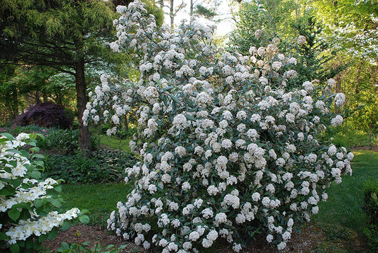 Pragense Viburnum - Live Plant Shipped 2 to 3 Feet Tall by DAS Farms