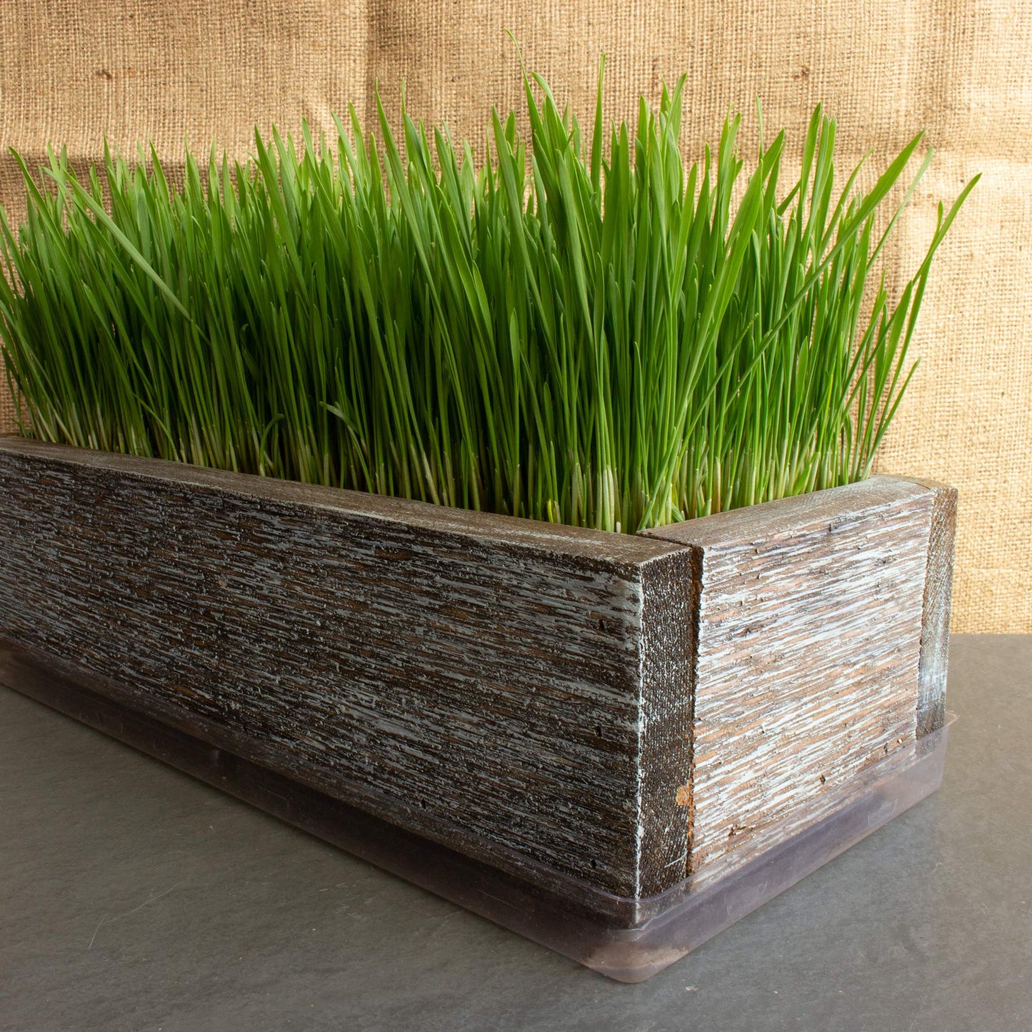 Organic Cat Grass Seeds Kit - Decorative Reclaimed Barnwood Style Organic Wheatgrass Seeds Planter - Aged Brown - Hairball Remedy for Cats, Healthy Pet Grass Supplement & Wheatgrass Growing Kit
