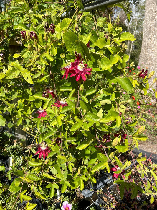 Lady Margaret Passiflora Live Plant | 5-9" Tall | Rare Raspberry Red Passion Flower Vine | Hardy Zone 8-11 | Fast-Growing Indoor/Outdoor Patio Climber | Exotic Hummingbird Attractor