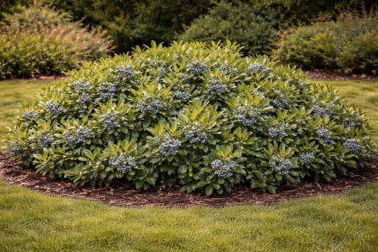 Bayberry Live Plant – Myrica pensylvanica Native Shrub – Fragrant Evergreen Foliage with Gray Berries – Hardy Landscape & Wildlife Garden Plant (2 Plants)