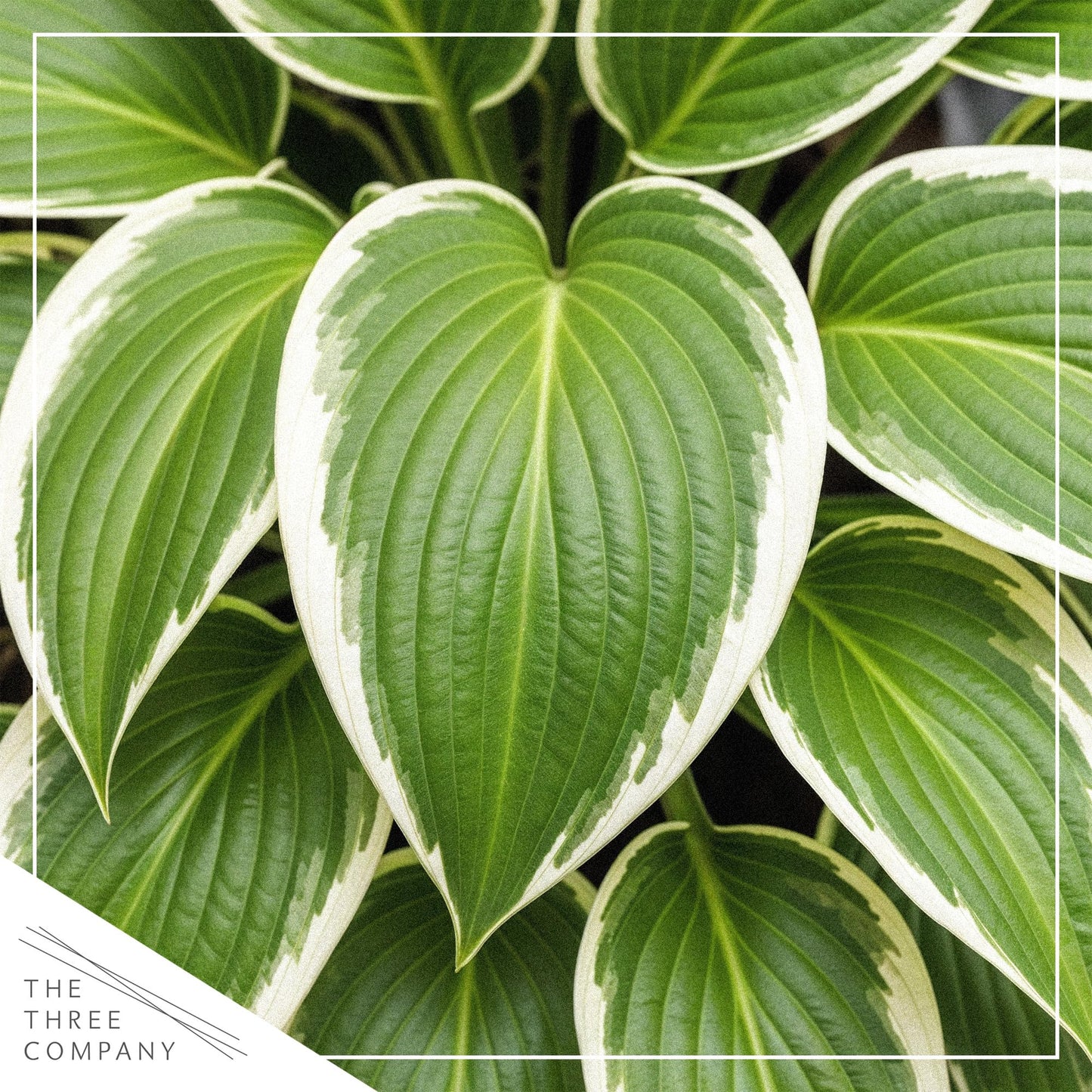 Live Perennial Hosta - So Sweet (3 Plants Per Pack) Beautiful Accent Plant, 10" Tall by 4" Wide in 1 Qt Pot