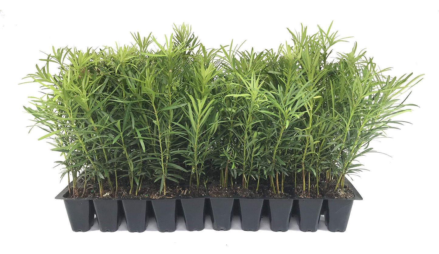 Podocarpus Japanese Yew | 60 Live Plants | Podocarpus Macrophyllus | Evergreen Shrub, Low Maintenance, Drought Tolerant, Privacy Screen Landscaping, Fast Growing, Ornamental Foliage