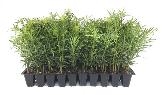 Podocarpus Japanese Yew | 60 Live Plants | Podocarpus Macrophyllus | Evergreen Shrub, Low Maintenance, Drought Tolerant, Privacy Screen Landscaping, Fast Growing, Ornamental Foliage