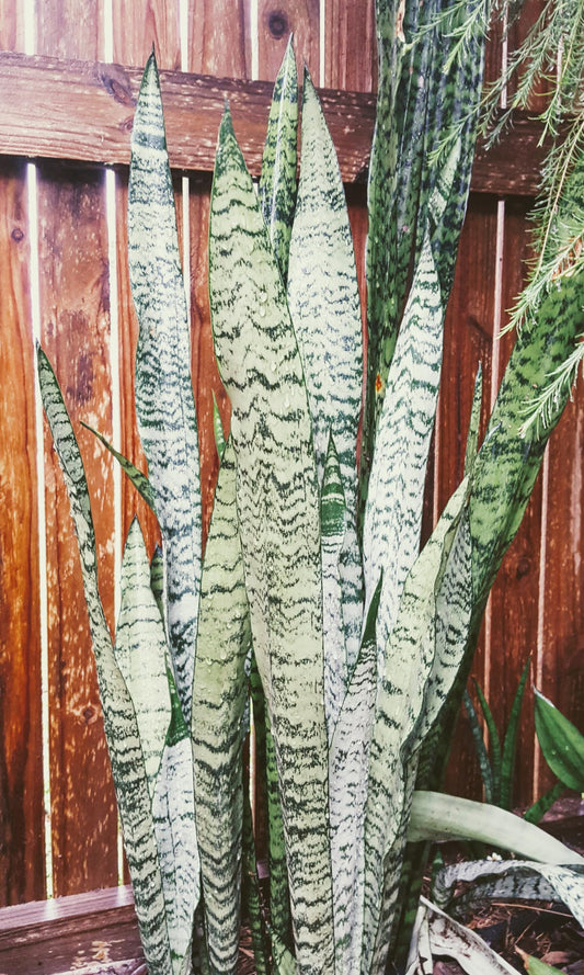 Black Coral Snake Plant, Live Plant in 3" Grower Pot, Easy Care, Houseplant, Sansevieria, Mother in Law Tongue