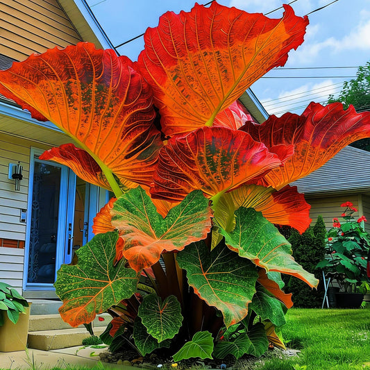 FEWSDVBX Giant Tropical Elephant Ear for Planting - Mix Color/Easy Growing/Ornamental Foliage/Perfect for Outdoor Gardens (6)