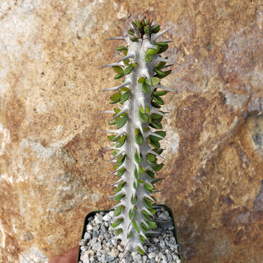 Alluaudia procera Ocotillo Cacti Cactus Succulent Real Live Plant