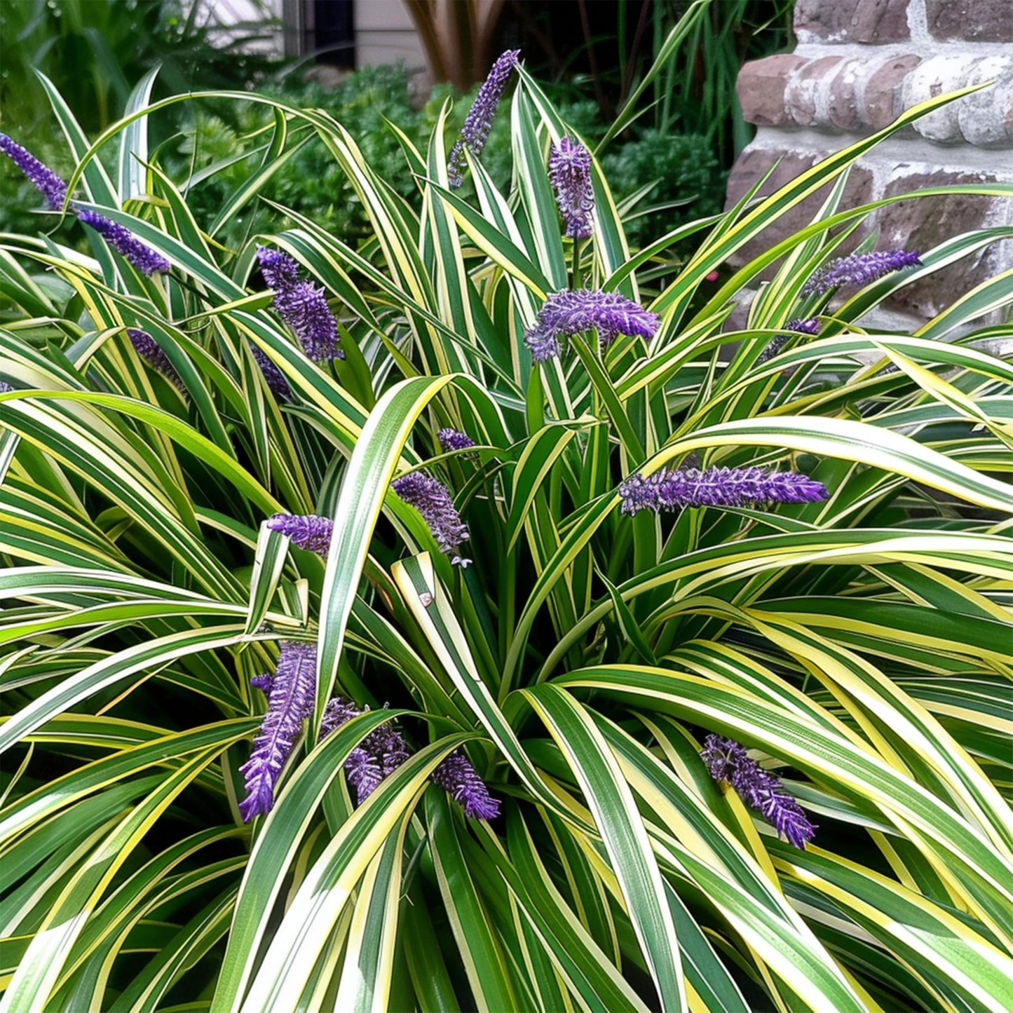 Variegated Liriope | 54 Live 4 Inch Pots | Liriope Muscari Variegata | Ornamental Ground Cover Plants | Evergreen Foliage