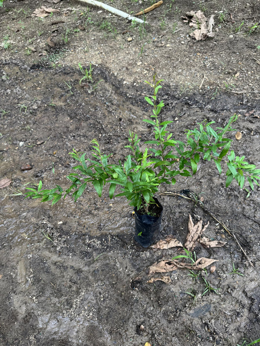 Black Pomegranate (Punica granatum/Live Fruit Tree 10inch-18inch