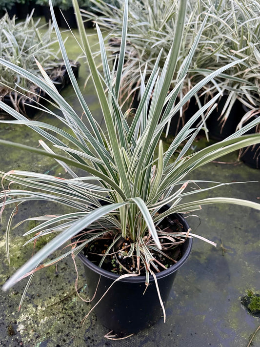 Aztec Grass Live Plant, Variegated Green and White Foliage, Ornamental Grass for Garden and Landscape (1, 1-Gallon)