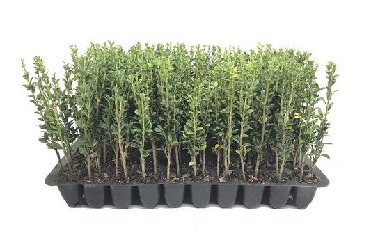 Sky Pencil Japanese Holly - 10 Live Plants - Ilex Crenata - Formal Low Maintenance Evergreen