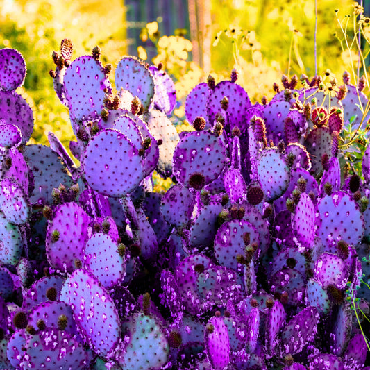 Live Purple Prickly Pear Cactus Plant for Planting, 8 Months Old, 4 to 6 Inch Potted Cactus Plant, Hardy Succulent for Home or Garden