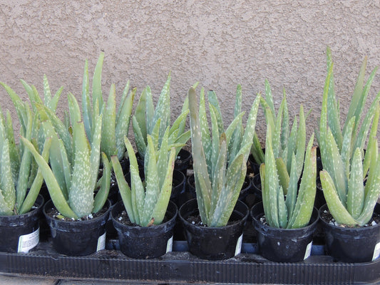 Two Healthy Strong Aloe Vera Plants 10-12 Inches Tall