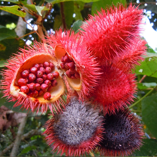 Annatto Seeds (Bixa orellana) Packet of 20 Seeds