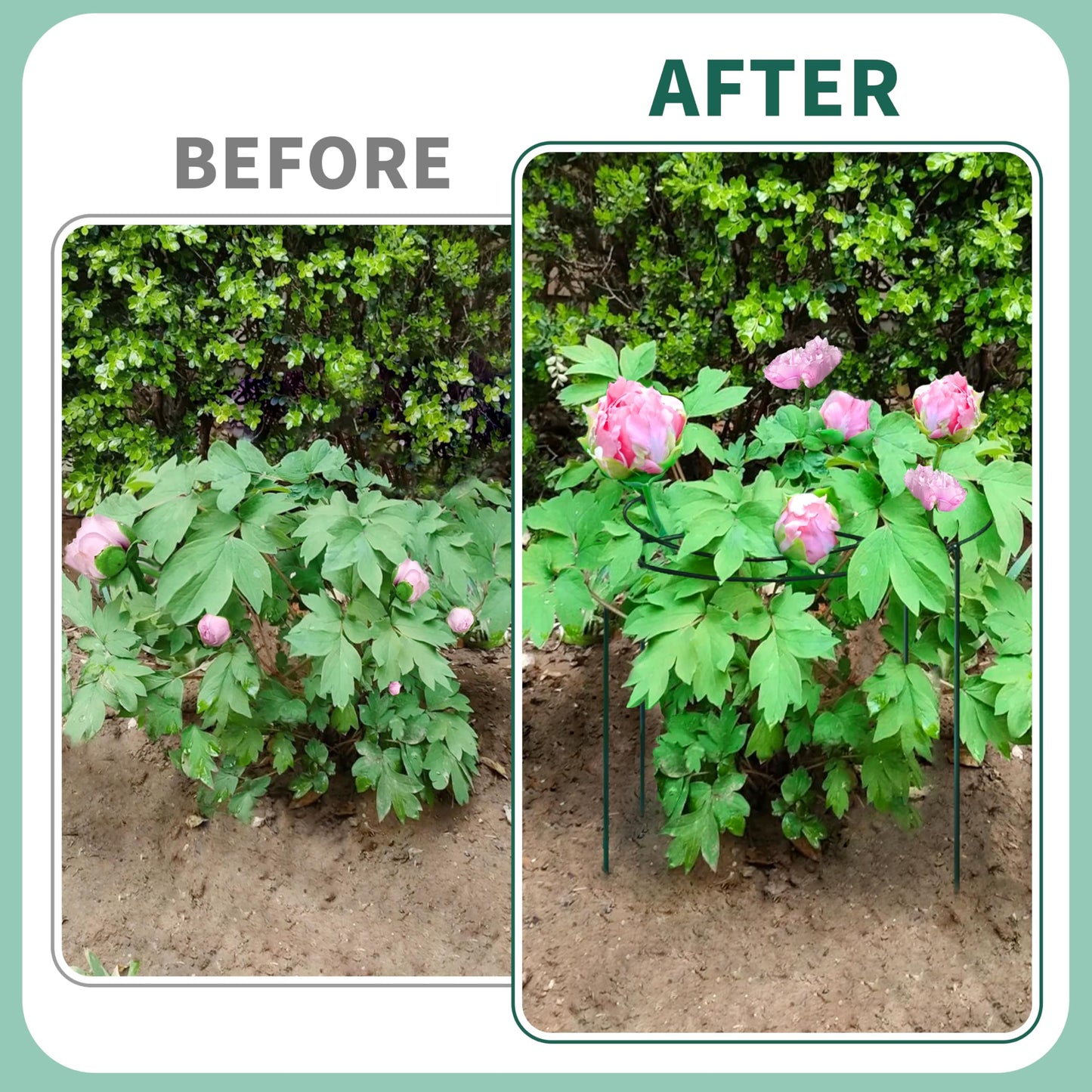 8 Sets Peony Support Cage,Heavy Duty Metal Plant Support Rings with 3.5mm Thickened Legs,10"Dia.x16"High Grow Through Hoops for Peonies and Tall Plants,Rust-Resistant Strong Support for Heavy Blossoms