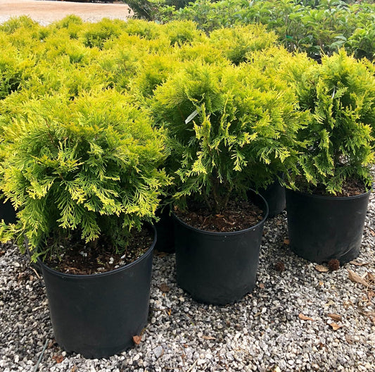 Live Plant - Golden Globe Dwarf Arborvitae (Thuja) - Live Plant - 3 Gallon Pot