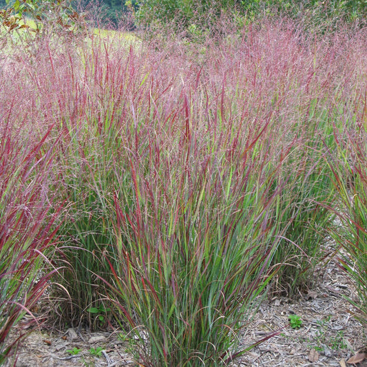 Van Zyverden Ornamental Grass Red Switch Grass One 3.25" Dormant Potted Plant