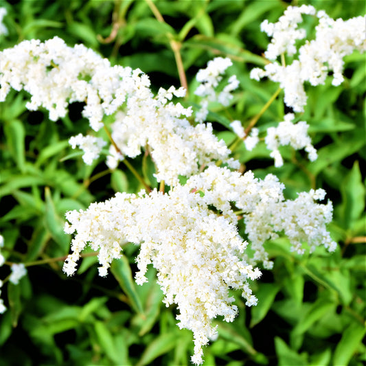 Easy to Grow Astilbe Younique White 1 Plant Bareroot - Summer White Blooms in Shade, Pollinator Friendly Flowers (False Spirea, Goat's Beard)
