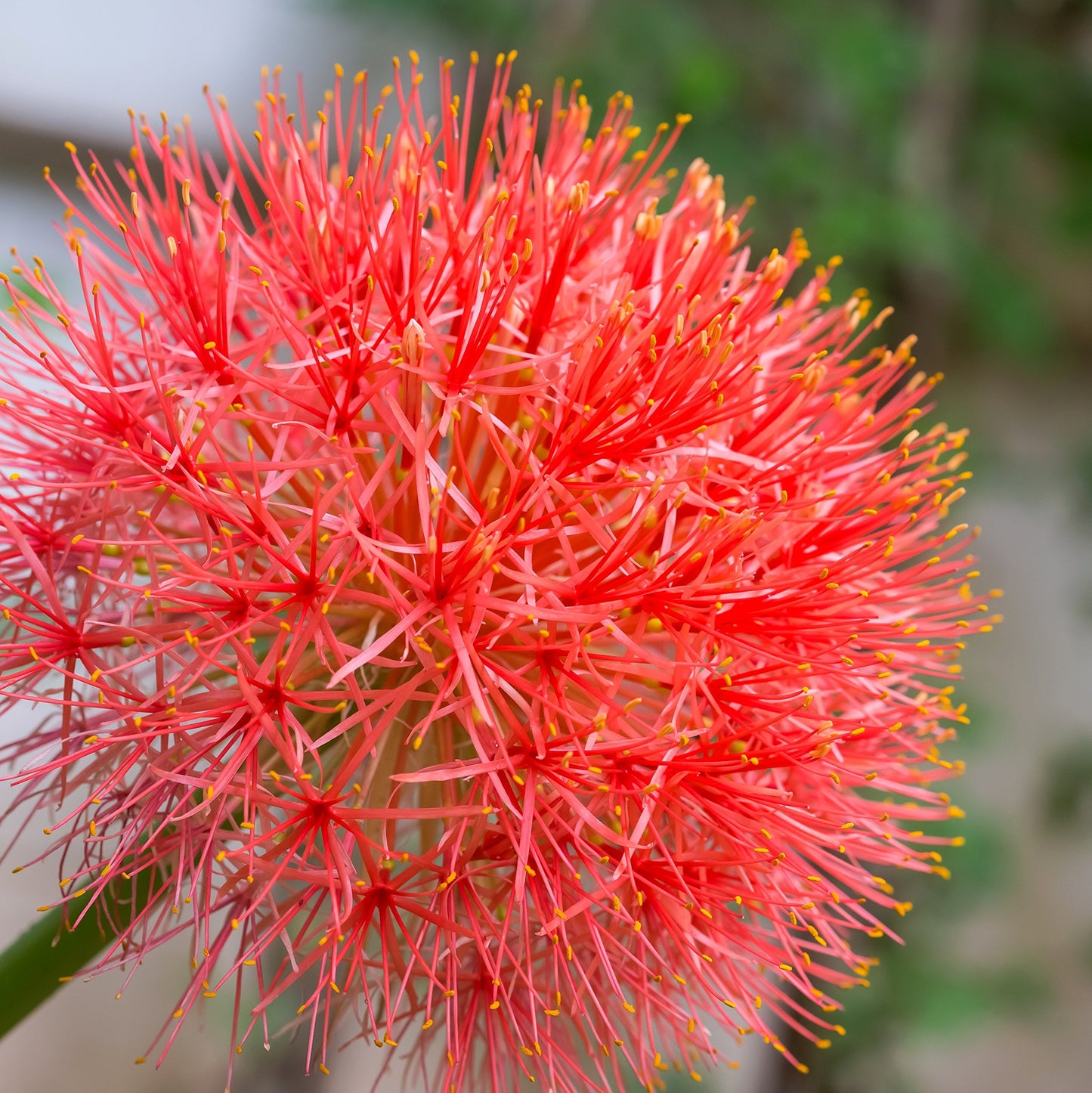 Easy to Grow Red 'African Blood Lily' Plant Bulbs (3 Pack) - Beautiful Uncommon Red Flowering Blooms in Summer Gardens