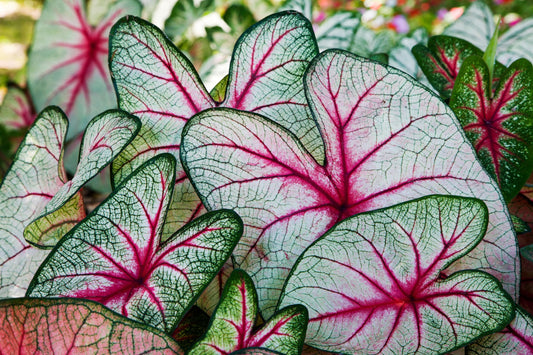 6 Angels Wings Caladium Bulbs for Planting - Perennial Hosta, Elephant Ears