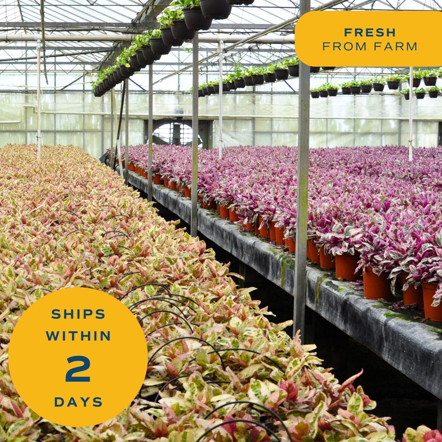 Costa Farms Cat Palm Live Plant in Decorative Pot, Large Indoor Houseplant, Perfect for Home, Room, or Office Decor, Great House Warming or Birthday Gift, 3-4 Feet Tall