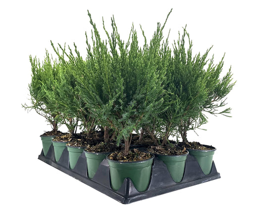 Sea Green Juniper - 3 Live 4 Inch Pots - Juniperus Chinensis - Drought Tolerant Cold Hardy Evergreen Border Screening Plant
