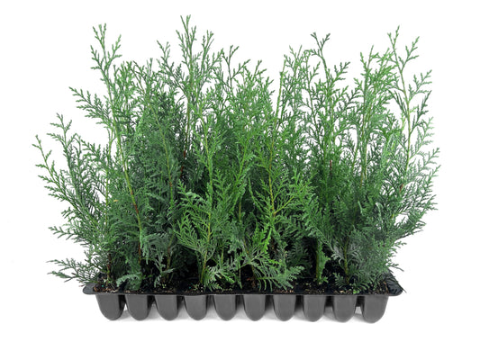 Leyland Cypress | 10 Live Plants | Cupressus × leylandii | Fast Growing Evergreen Trees | Privacy Hedge Plants for Landscaping