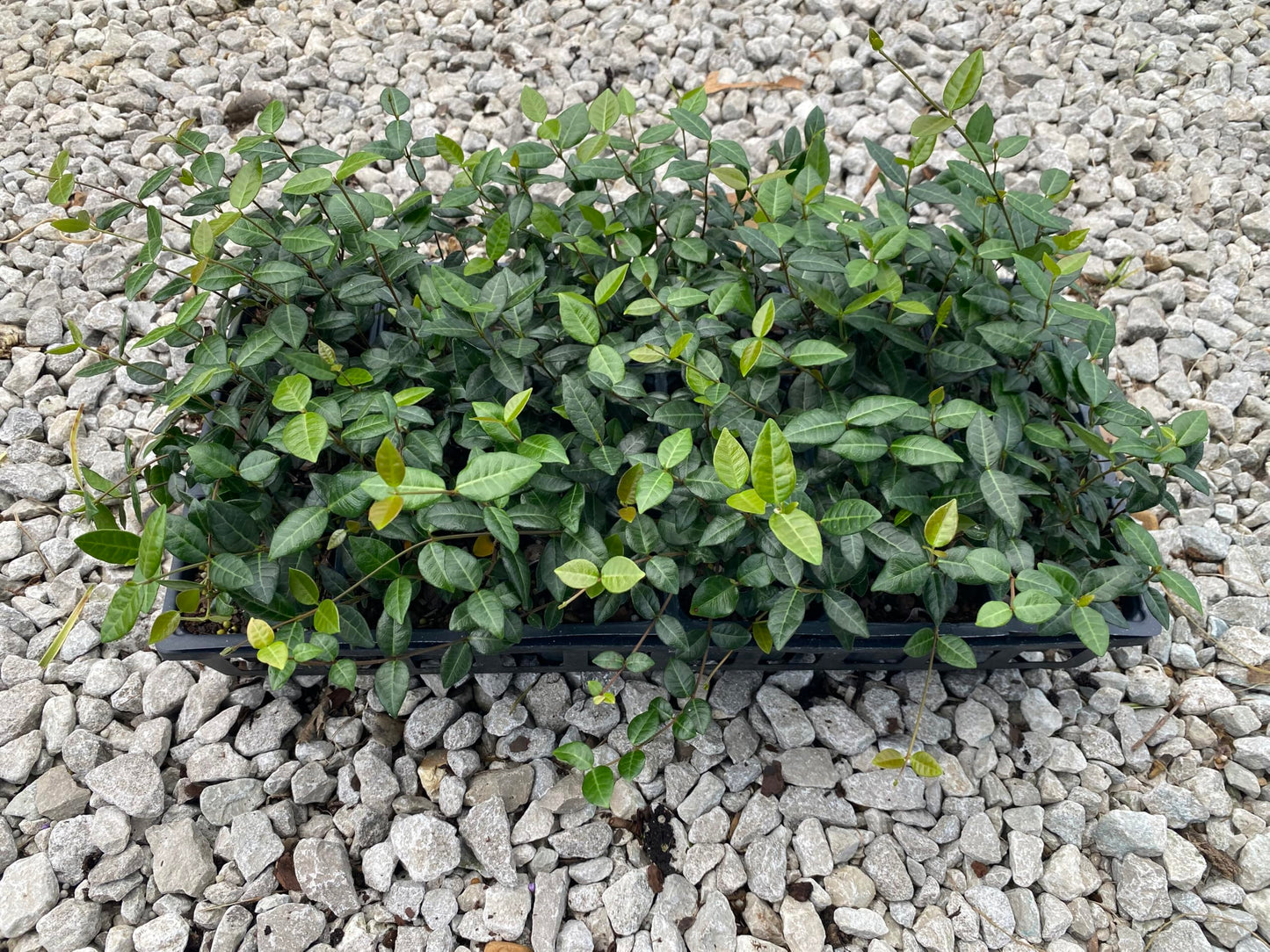 Asiatic Jasmine Live Plants, 3 inch Pot, Evergreen Ground Cover 18 Count