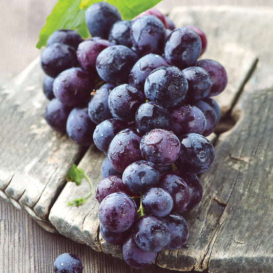 Garden State Bulb Concord Seedless Grape, Bare Root, Non-GMO, Spring Planting (Bag of 2)
