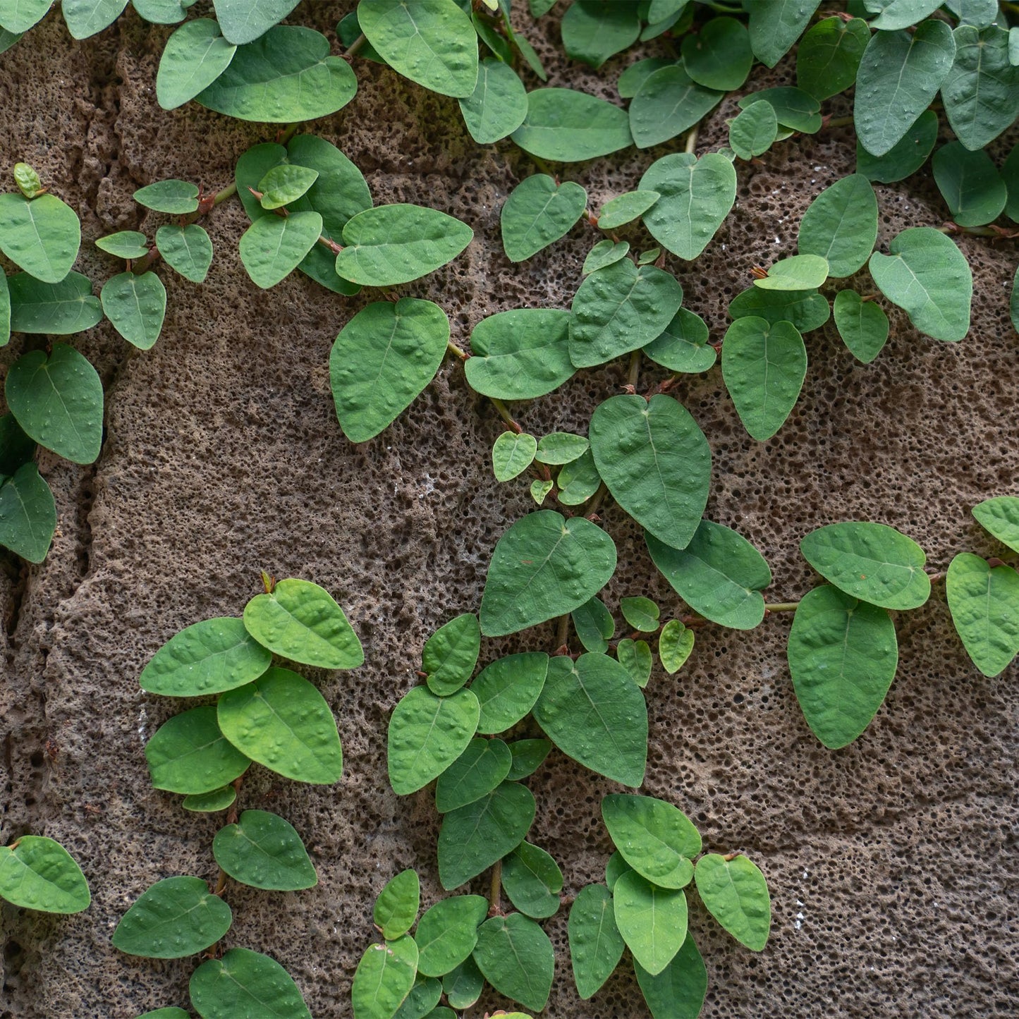 Perfect Plants Creeping Fig 1 Gallon | Live Shrub for Landscaping | Evergreen Vine Grows on Walls, Arbors, or Trellis
