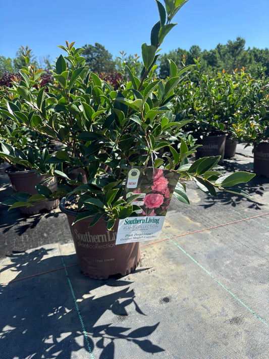 October Magic Pink Perplexion Camellia, 1 Gallon, Pink Double Flowers, 4-5 ft Height and Width, Fall Blooming Shrub